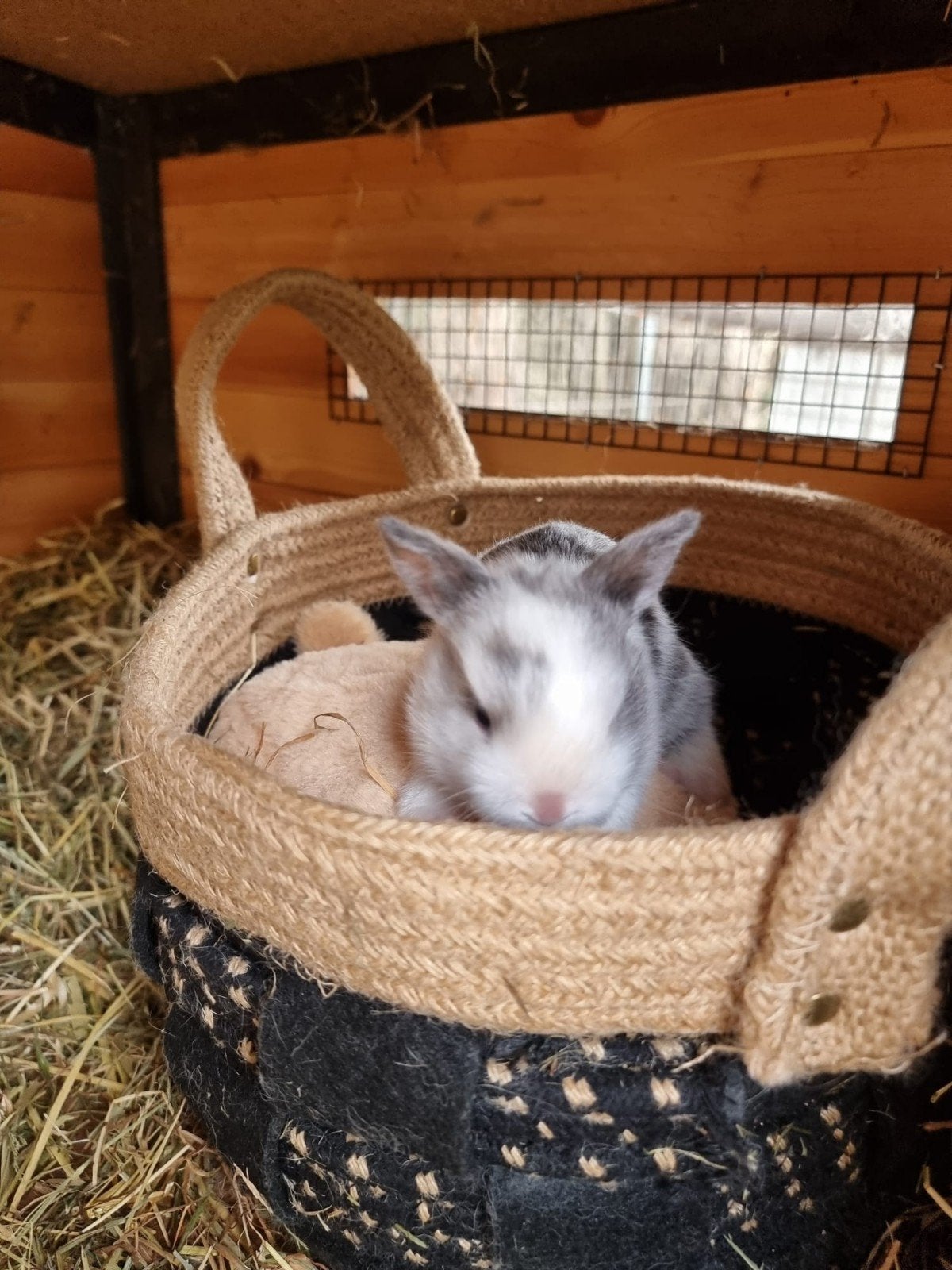 Kleurdwergjes te koop, Dieren en Toebehoren, Konijnen, Vrouwelijk, Dwerg, 0 tot 2 jaar