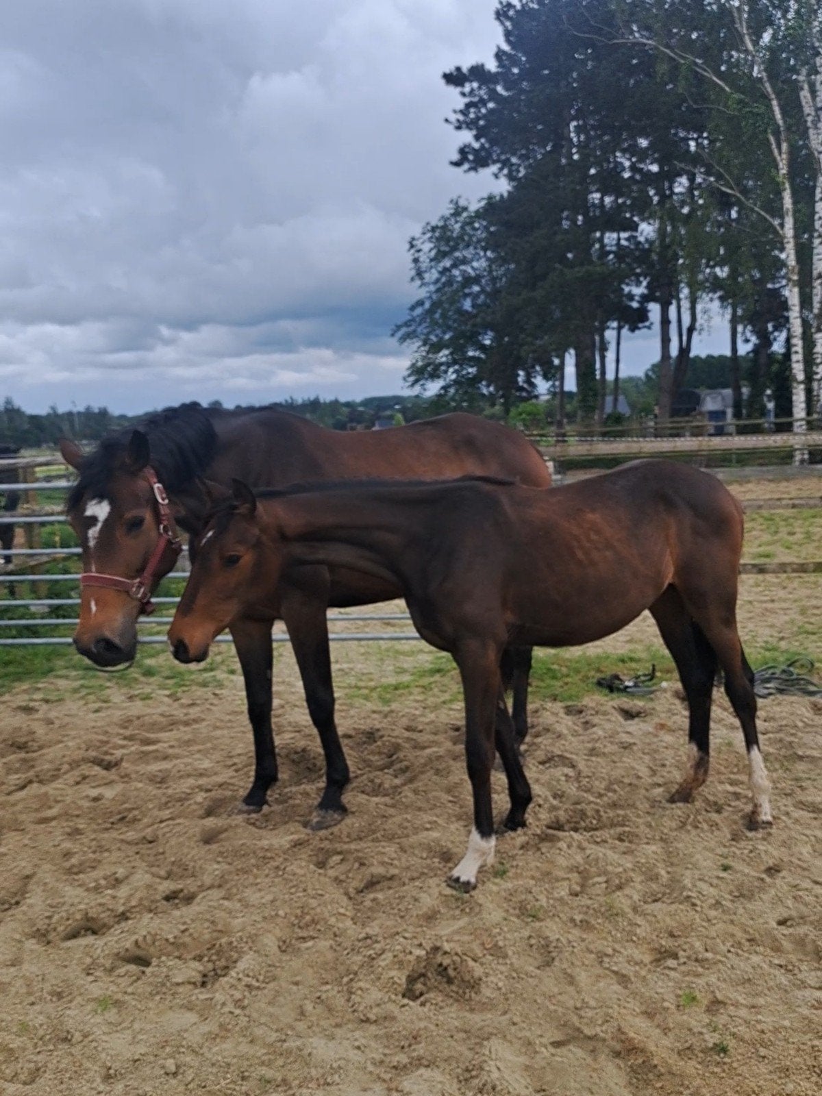 Dressuur Merrie 5 jaar en jaarling tekoop, Animaux & Accessoires, Chevaux, Jument