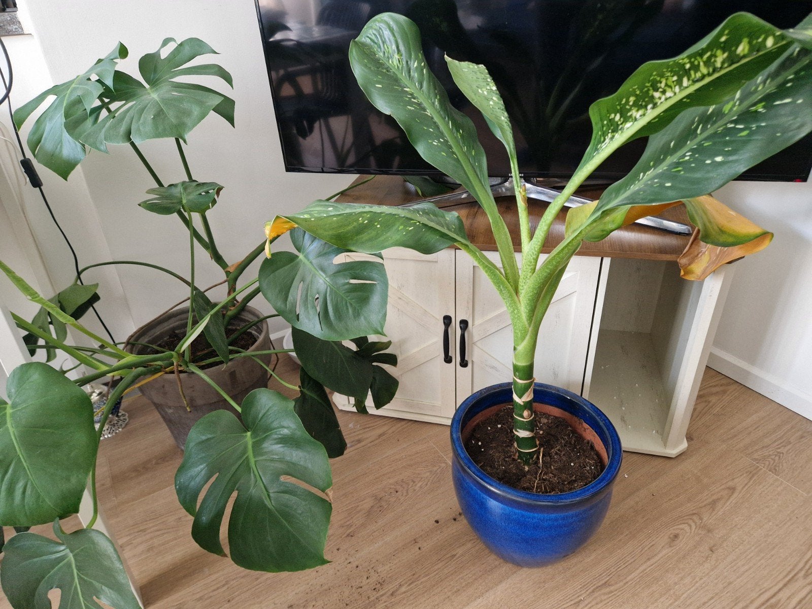 Plantes d'intérieur