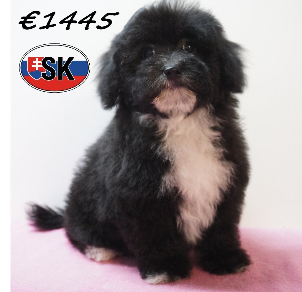 Maltipoo pup – Een kleine zwart-witte schoonheid, Dieren en Toebehoren, Honden | Chihuahua's en Gezelschapshonden, 15 weken tot 1 jaar