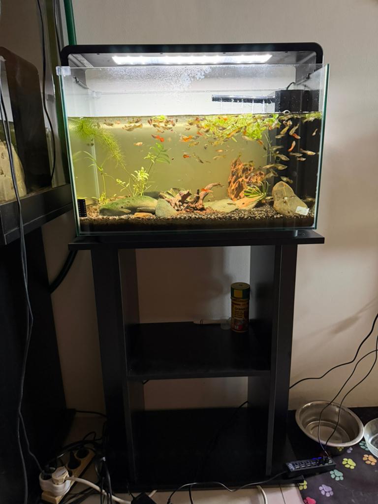 Aquarium 65l, Aquarium d'eau douce rempli, Comme neuf, Enlèvement, Superfish