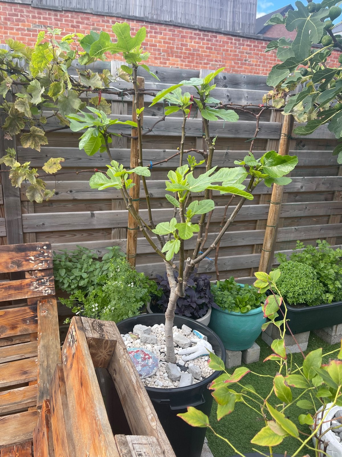Vijgenboom, Jardin & Terrasse, Enlèvement