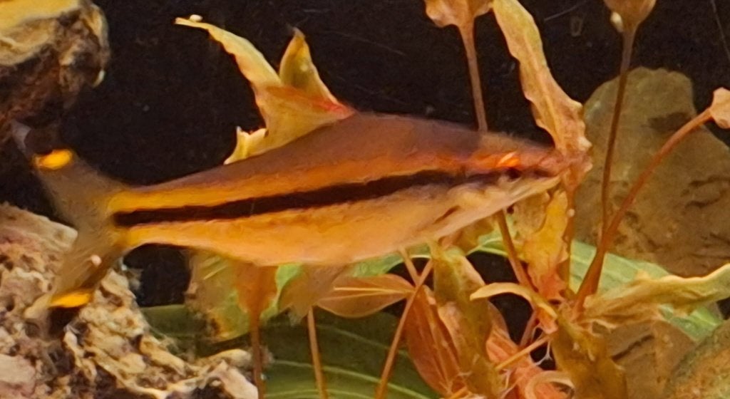 torpedobarbeel (Sahyadria denisonii), Dieren en Toebehoren, Vis, Zoetwatervis