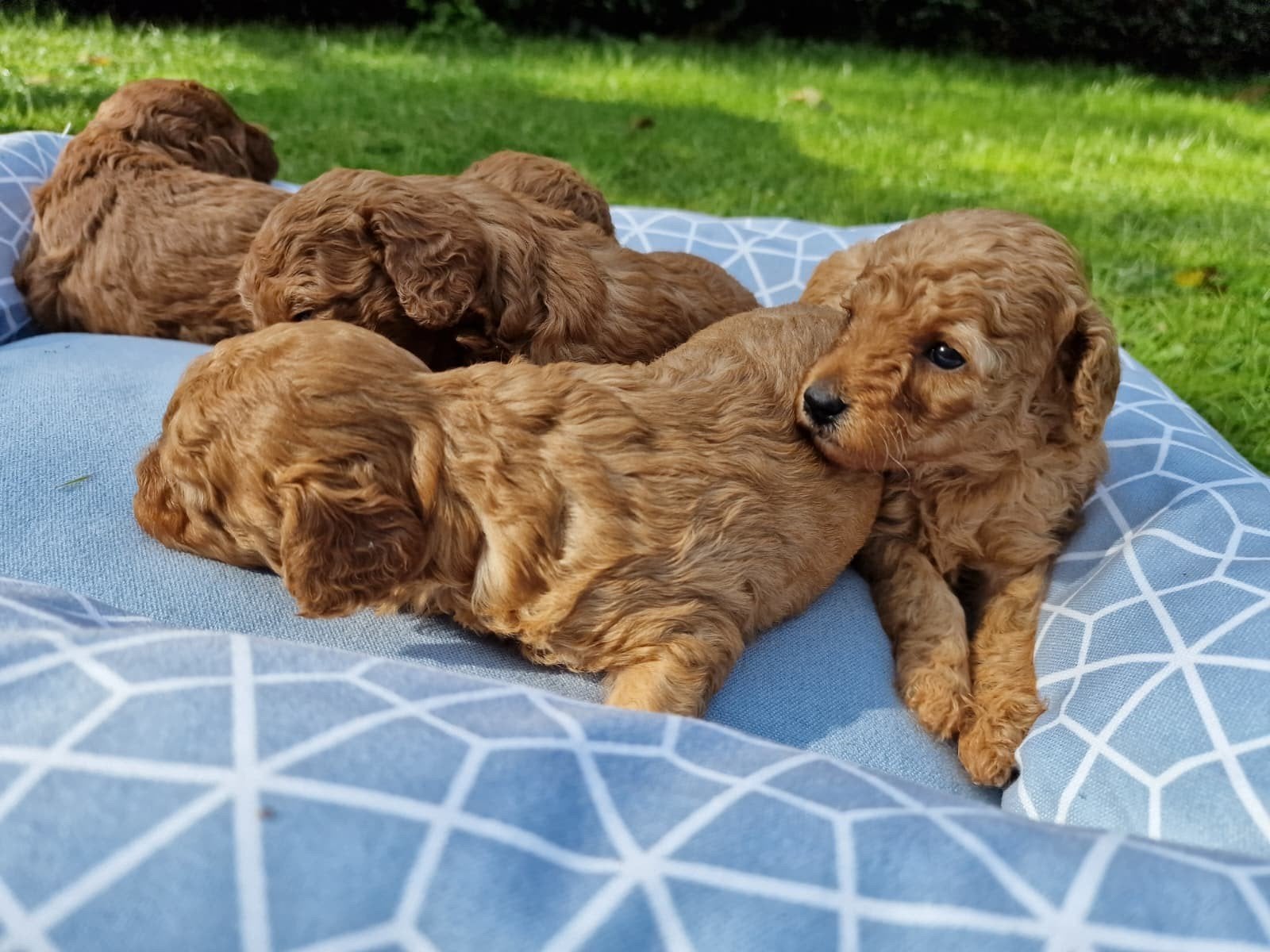 chiots caniches jouets/caniches nains, 8 à 15 semaines, Éleveur | Loisir, Un chien, Caniche