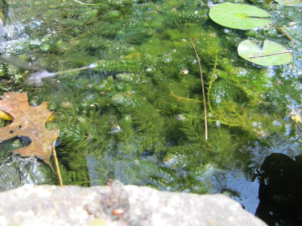 Zuurstof planten, Ophalen, Nieuw, Overige typen