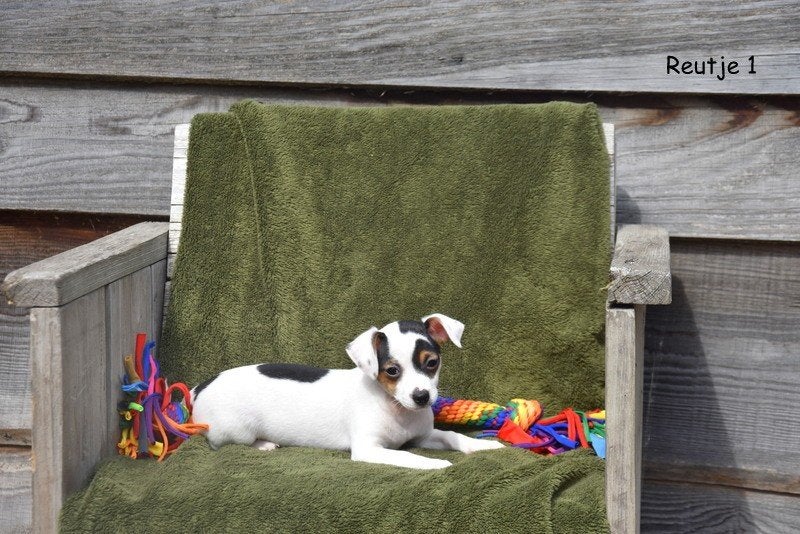 Tricolor kruising pupjes, Animaux & Accessoires, Chiens | Sans pedigree, Petit, Plusieurs animaux, Éleveur | Professionnel, Plusieurs
