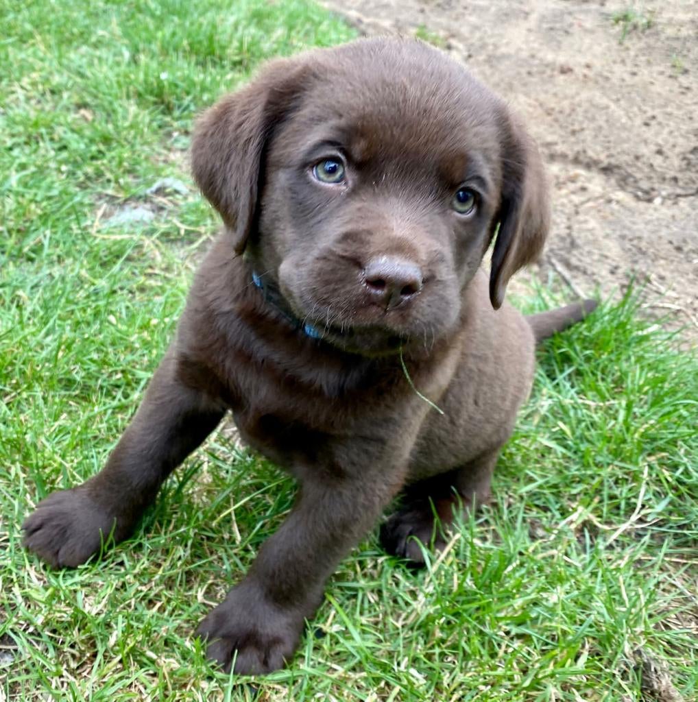 Labradorpups mogen nu het nest verlaten . 30/4-1/05, Dieren en Toebehoren, België, 8 tot 15 weken, Labrador retriever, Parvo