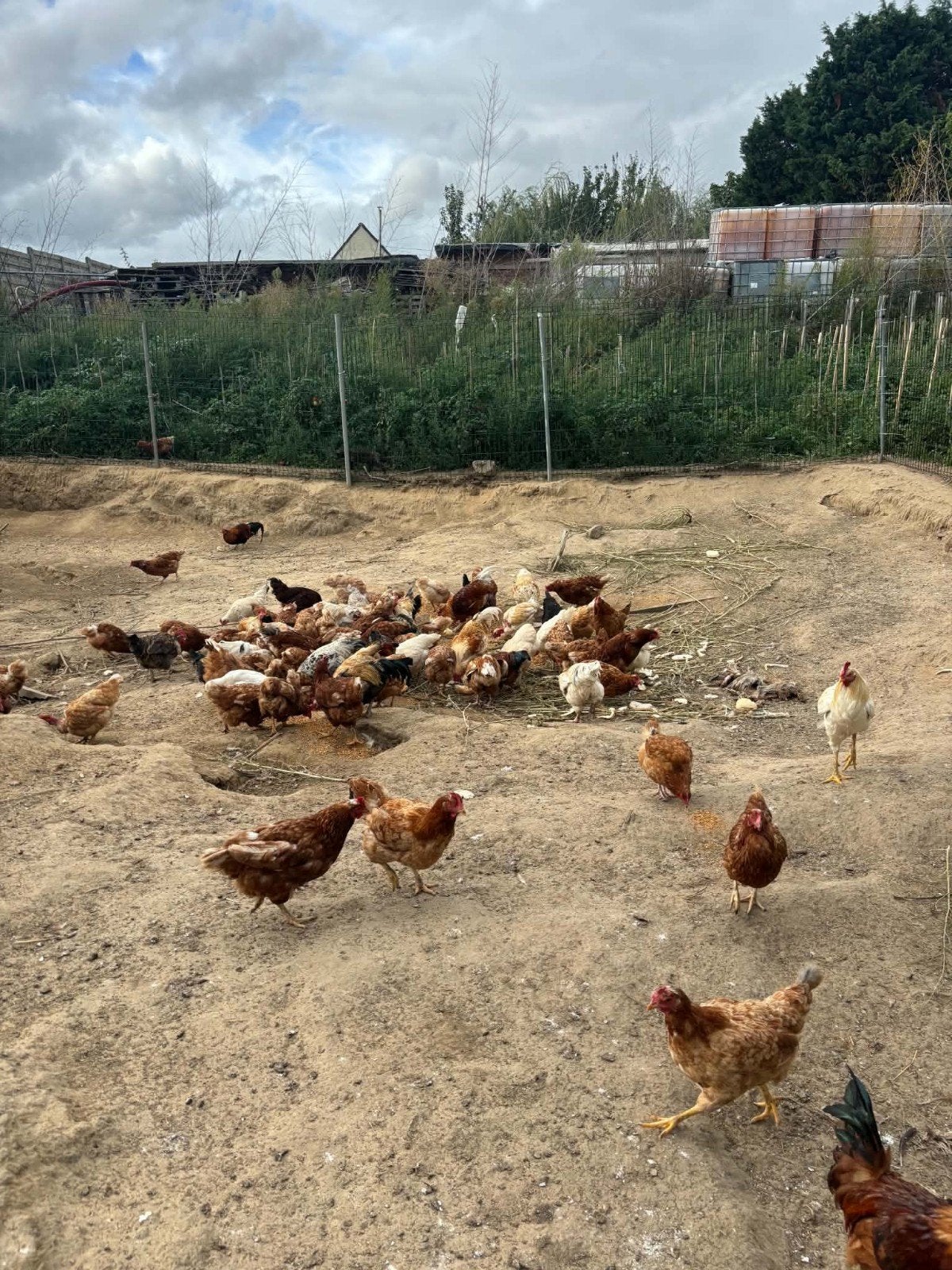 lot de poules  plus 50 et coq, Enlèvement