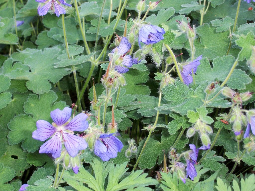 Geranium Philippe Vapelle, Terre Franche en andere geraniums, Tuin en Terras, Planten | Tuinplanten, Ophalen, Vaste plant, Overige soorten