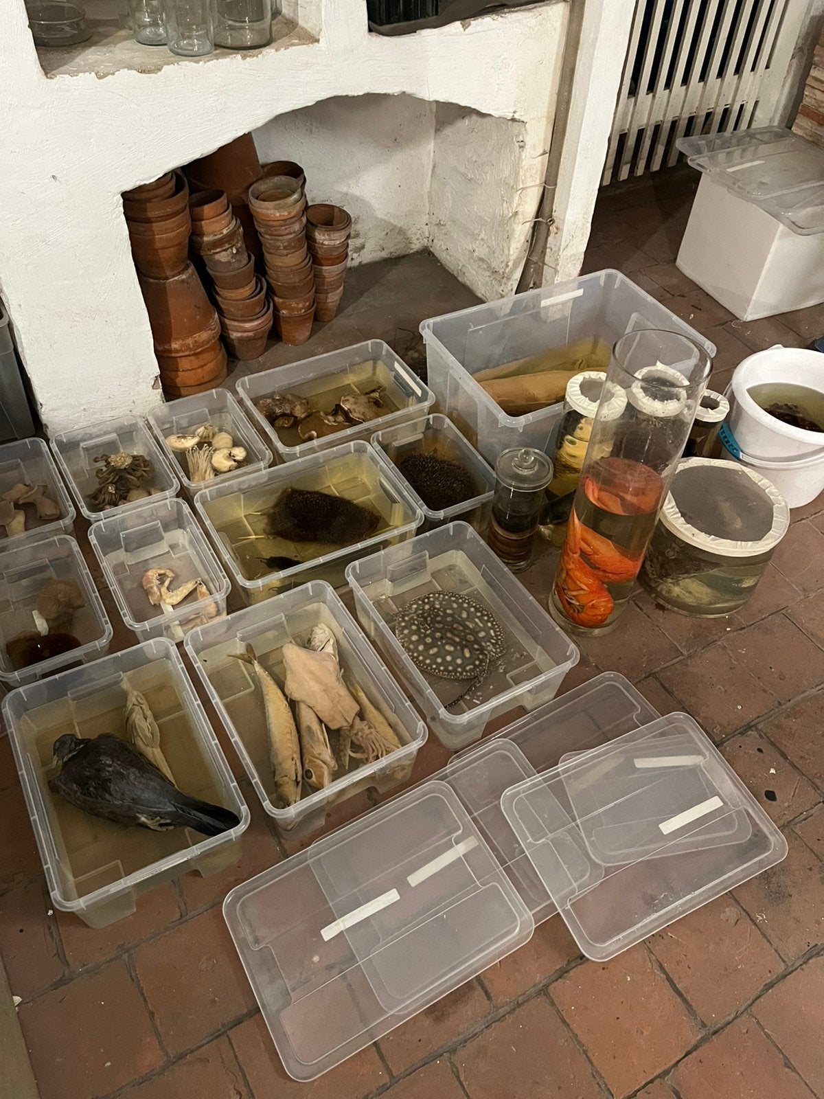 GROOT LOT FORMOL PREPARATEN VIS VOGEL ZOOGDIER BIOLOGIE, Verzamelen, Ophalen, Nieuw, Overige soorten, Overige typen