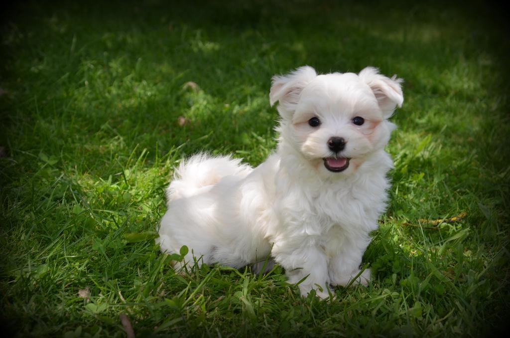 Chiots maltais, Animaux & Accessoires, Chiens | Chihuahuas & Chiens de compagnie, Plusieurs animaux, Bichon maltais, Éleveur | Professionnel