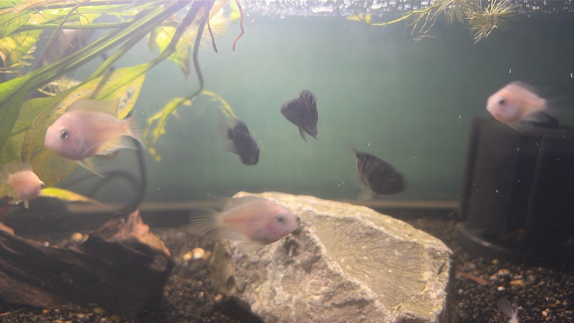 12 kleine zebra / platinum cichliden, Vis, Zoetwatervis, Schoolvis