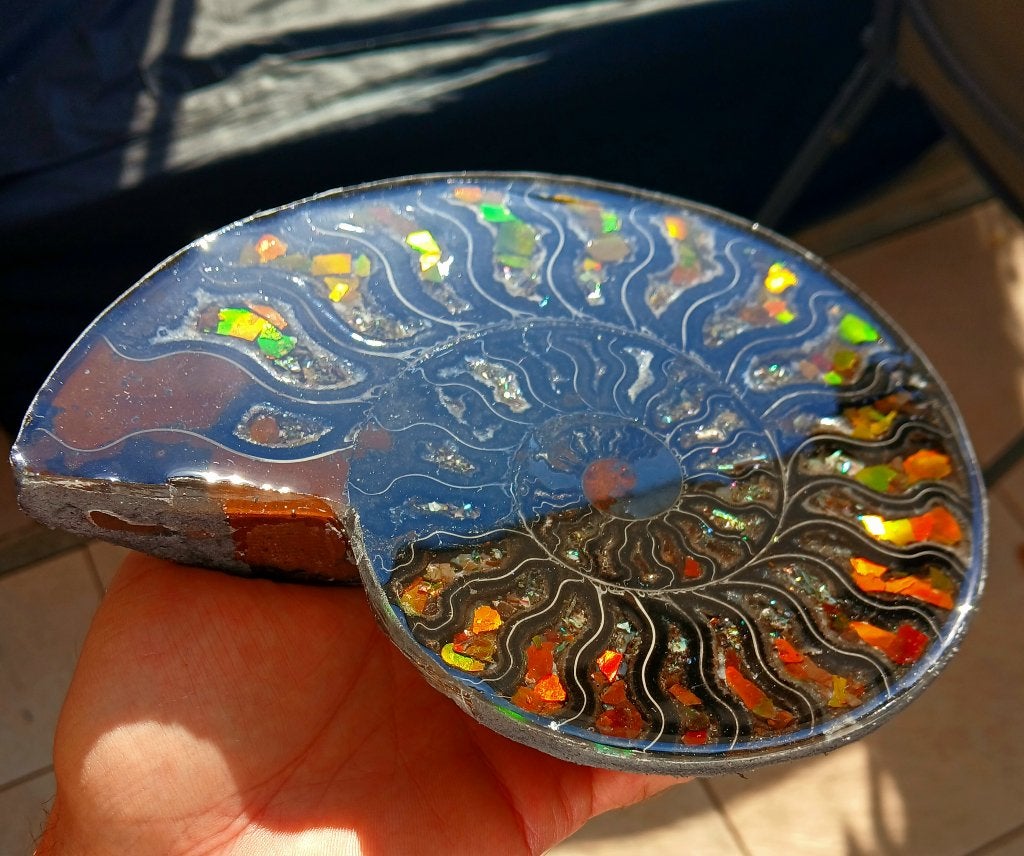 Ammonite extravagante editie 190 mm 3750ct, Verzamelen, Ophalen of Verzenden, Schelp(en)
