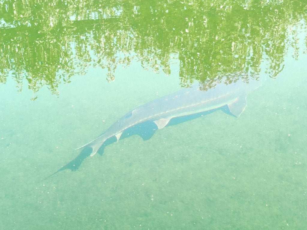Steur, Dieren en Toebehoren, Steur