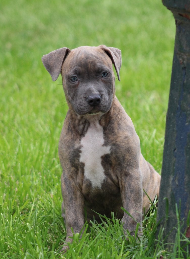 Chiots Stafford américains, Animaux & Accessoires, American Staffordshire Terrier, Chien (mâle), Belgique, Plusieurs
