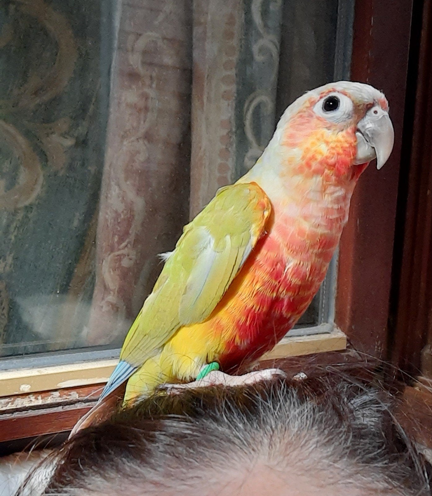 conure moliae eam