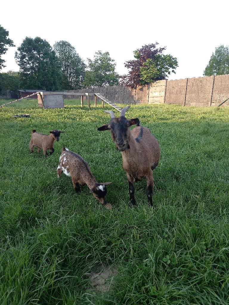 dwerggeit met 2 lammers, Dieren en Toebehoren, Vrouwelijk, Geit, 0 tot 2 jaar