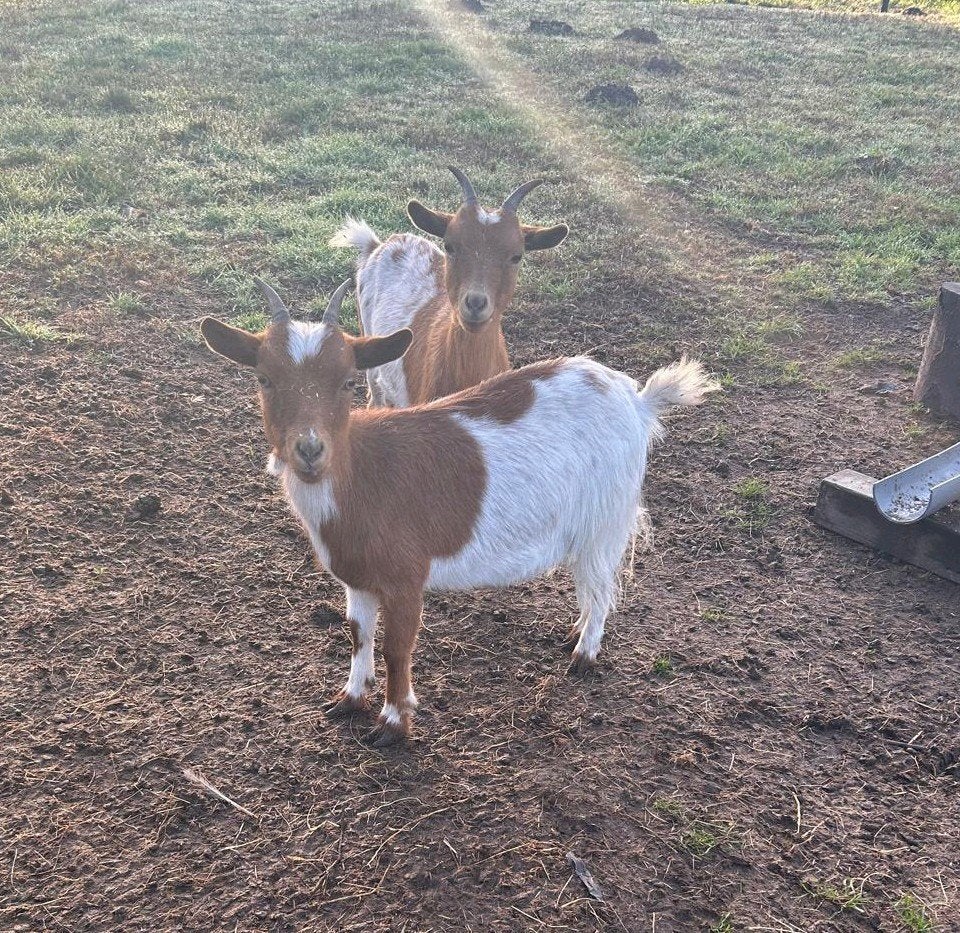 2 kleine dwerg geiten caramel bonte, Vrouwelijk, Geit