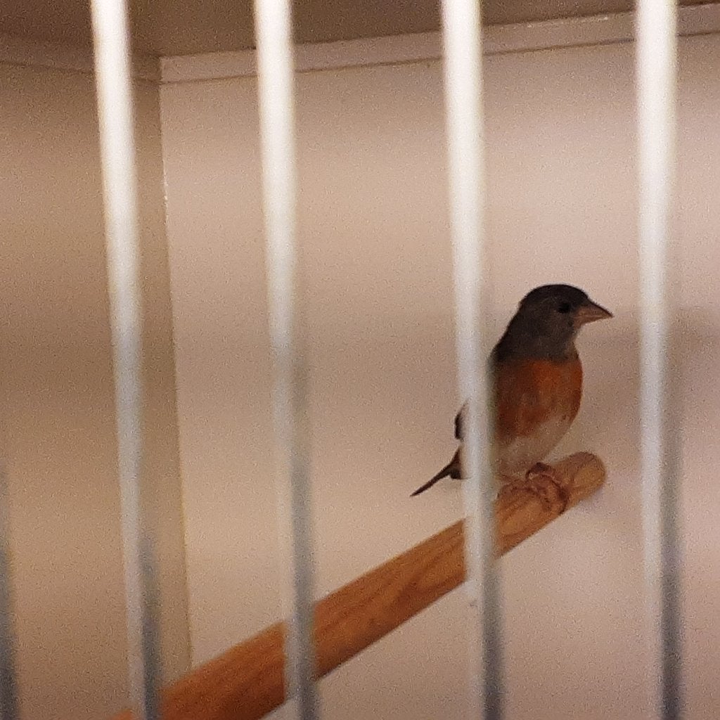 Kapoetsensijs, Animaux & Accessoires, Oiseaux | Oiseaux Autre, Femelle, Oiseau tropical