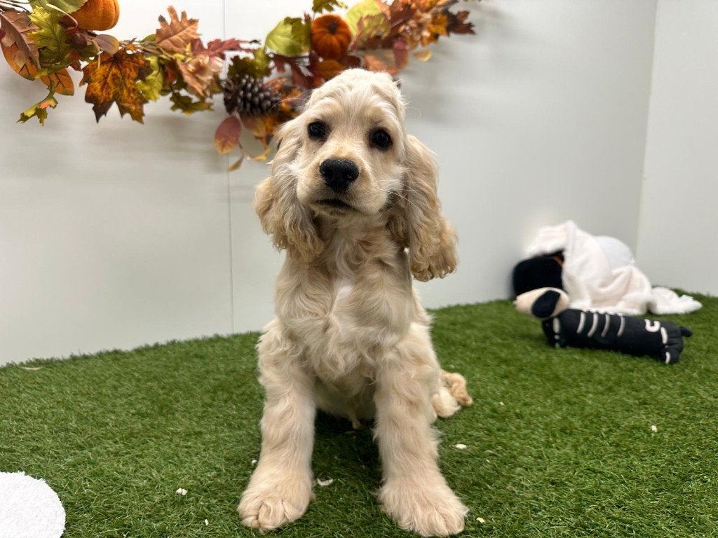 Amerikaanse Cocker Spaniel puberpups, België, 15 weken tot 1 jaar, Reu, CDV (hondenziekte)