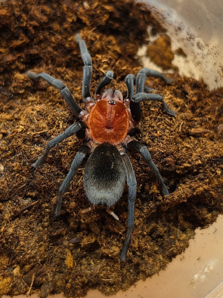 Bumba horrida, Dieren en Toebehoren