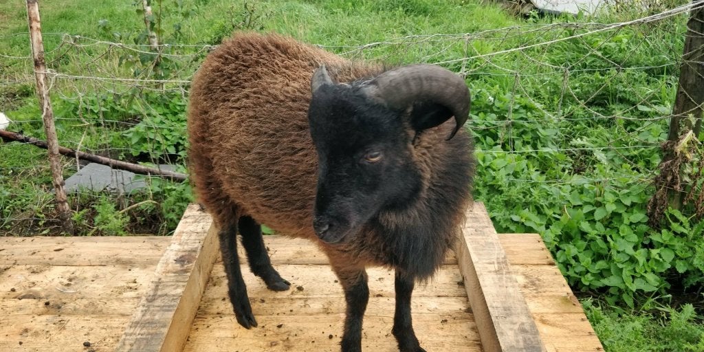 Heel mooi en handtam ouessant bokje 50 euro, Mâle, Mouton, 0 à 2 ans