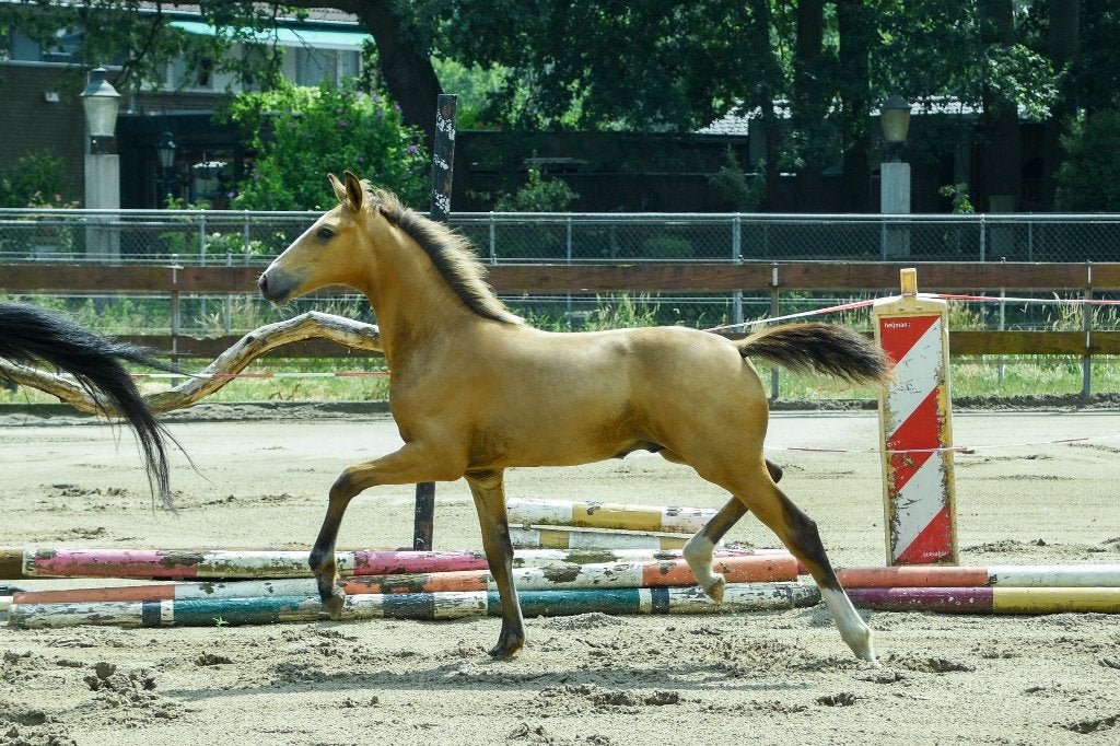 VALK hengst veulen NRPS springgefokt groot springpaard, Dieren en Toebehoren, Springpaard, Met stamboom, Niet van toepassing, 0 tot 2 jaar