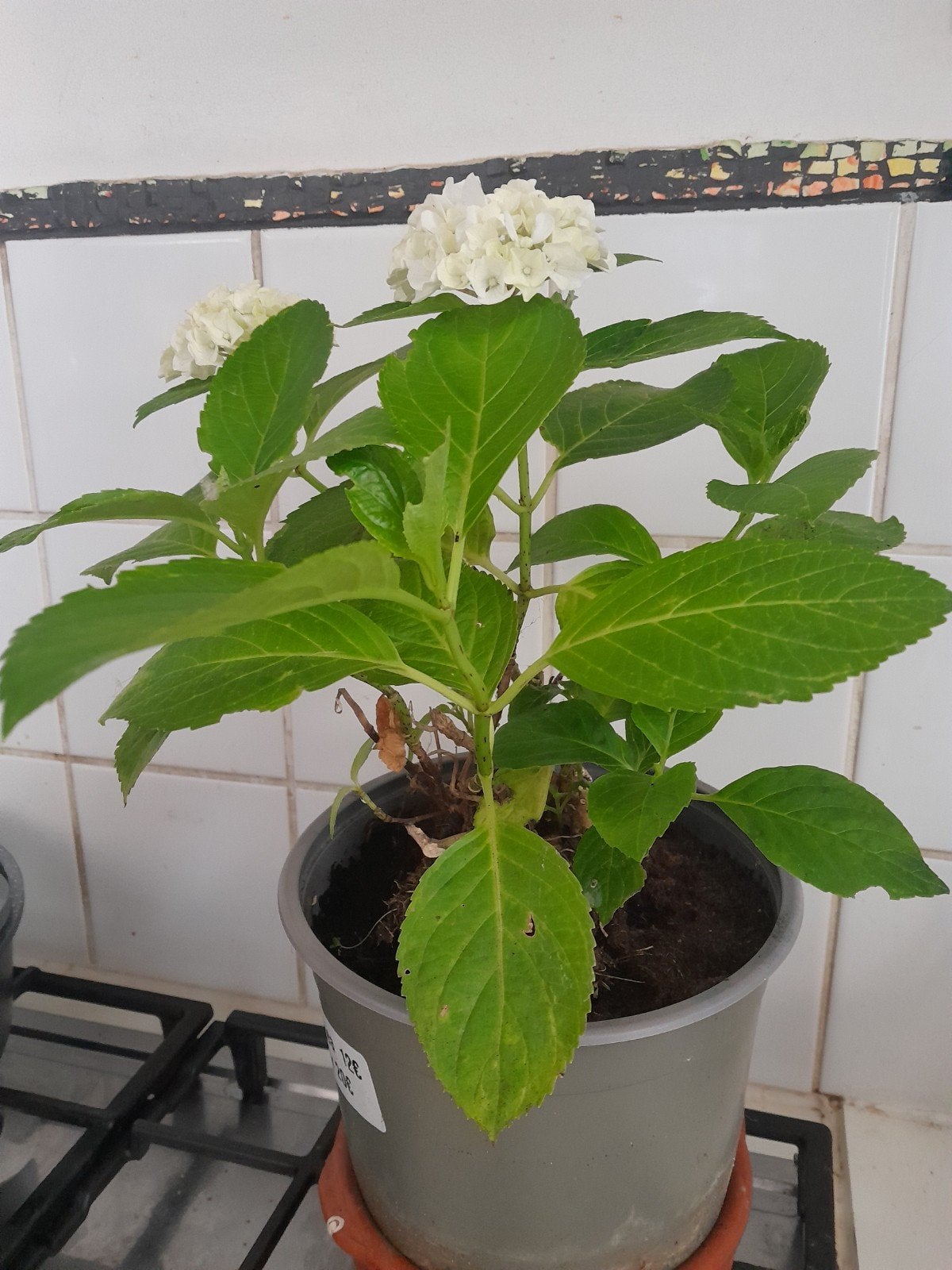 Plante : hortensia, Tuin en Terras, Ophalen