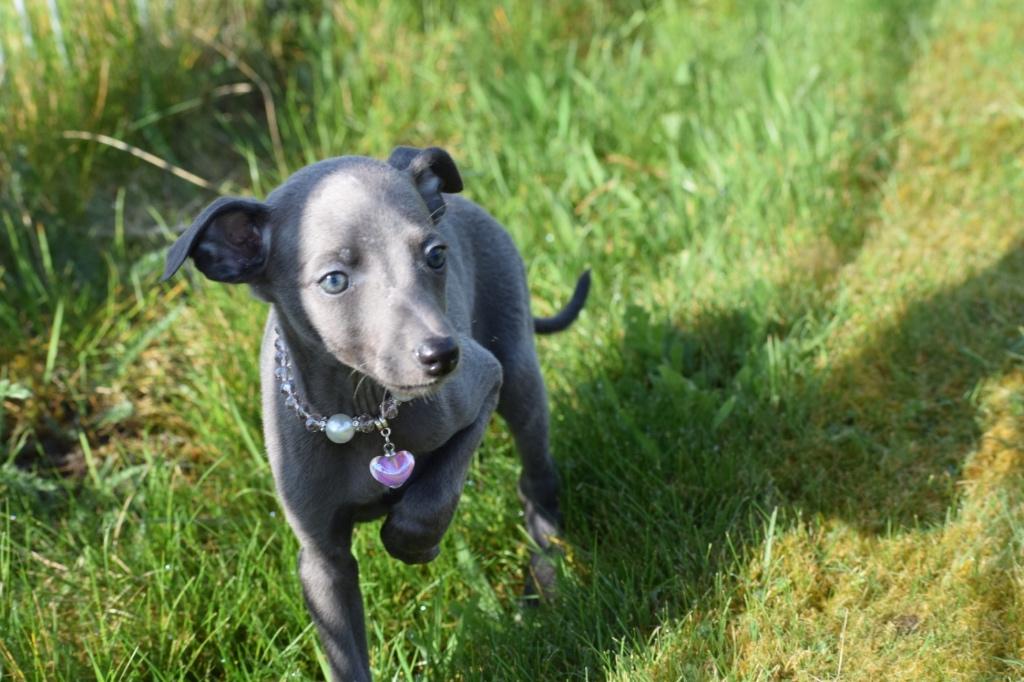 Chiots Whippet, parents présents, Lévrier whippet, Plusieurs, Belgique, Plusieurs animaux