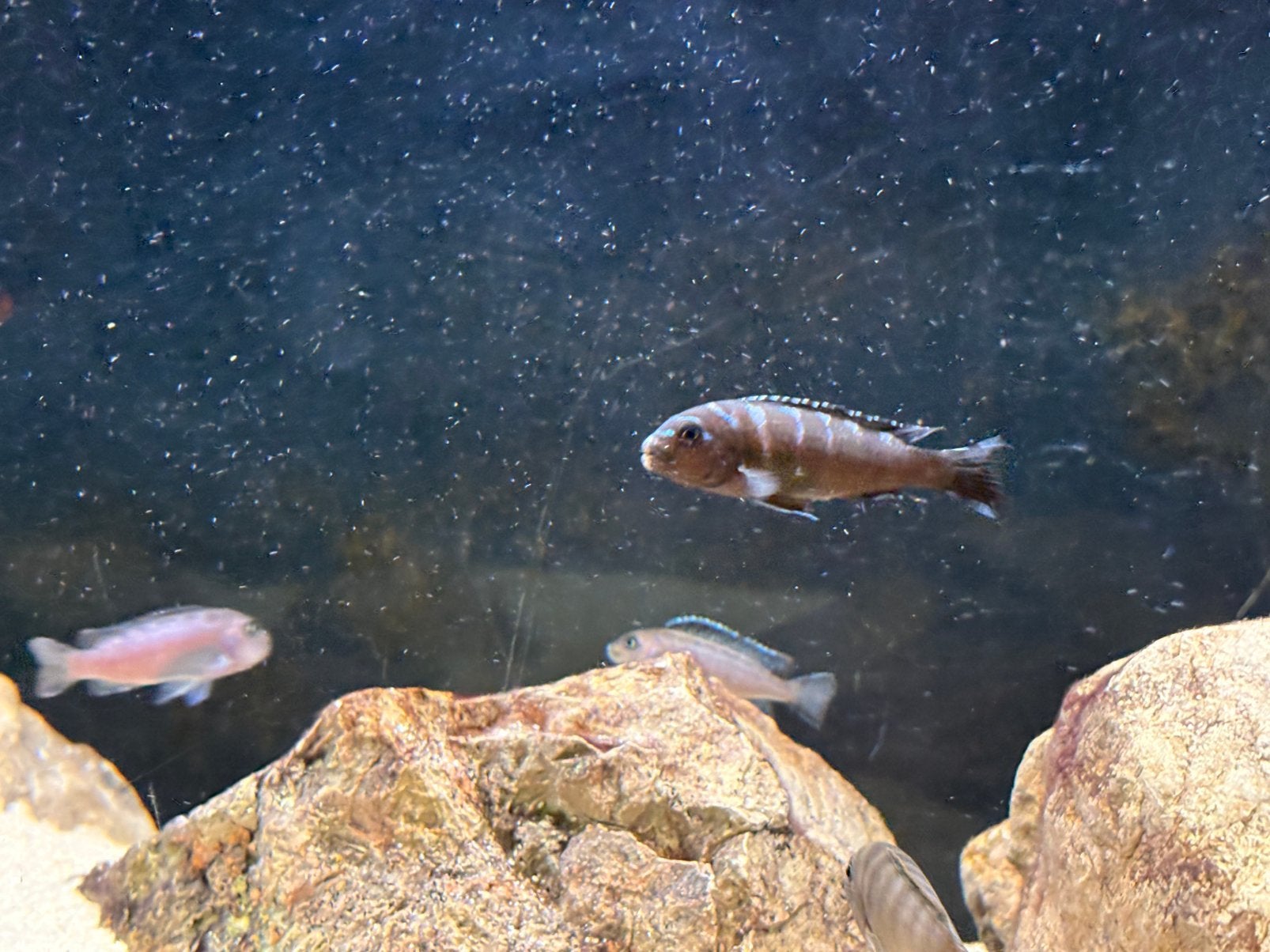Pseudotropheus Neonspot