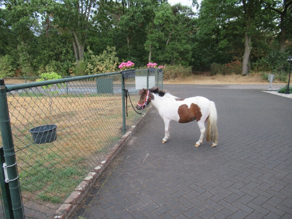 Brave kinderpony, Animaux & Accessoires, Poneys, Jument, Avec puce électronique, 3 à 6 ans