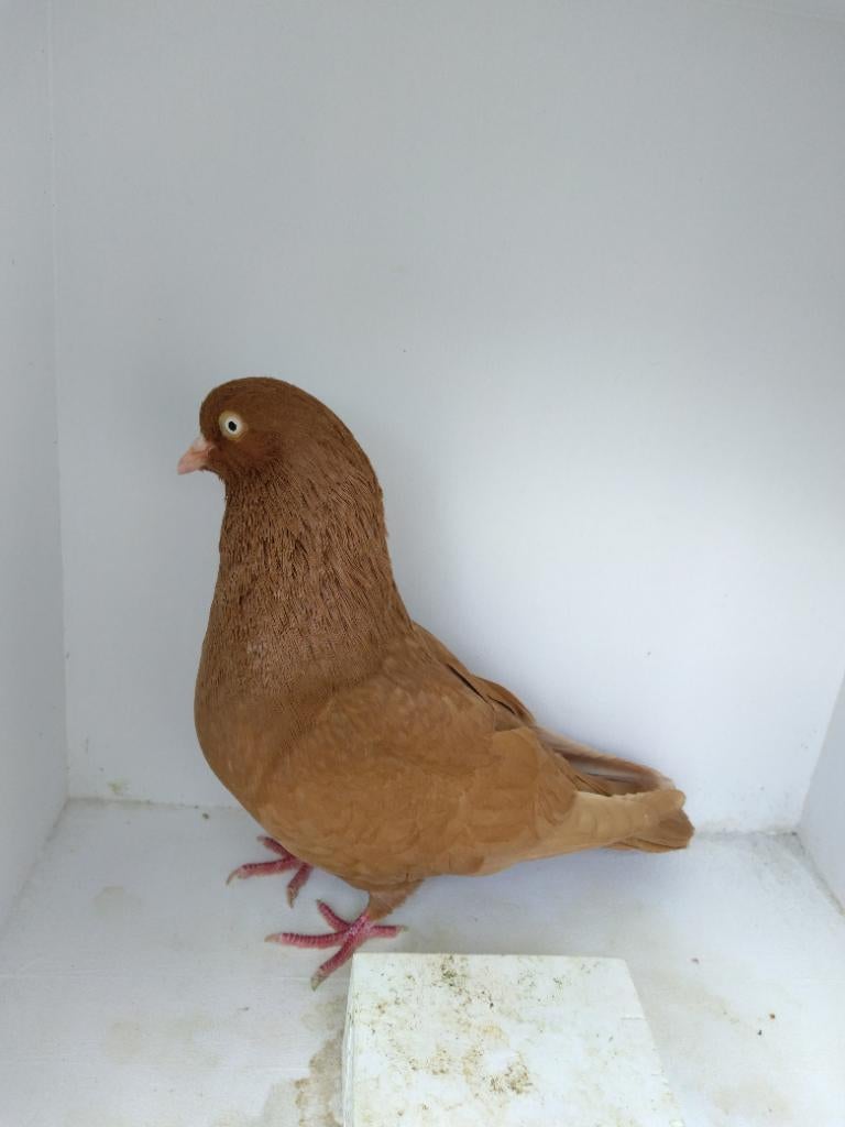 Belgische tuimelaar geel, Animaux & Accessoires, Oiseaux | Pigeons, Mâle, Pigeon culbutant ou Roller