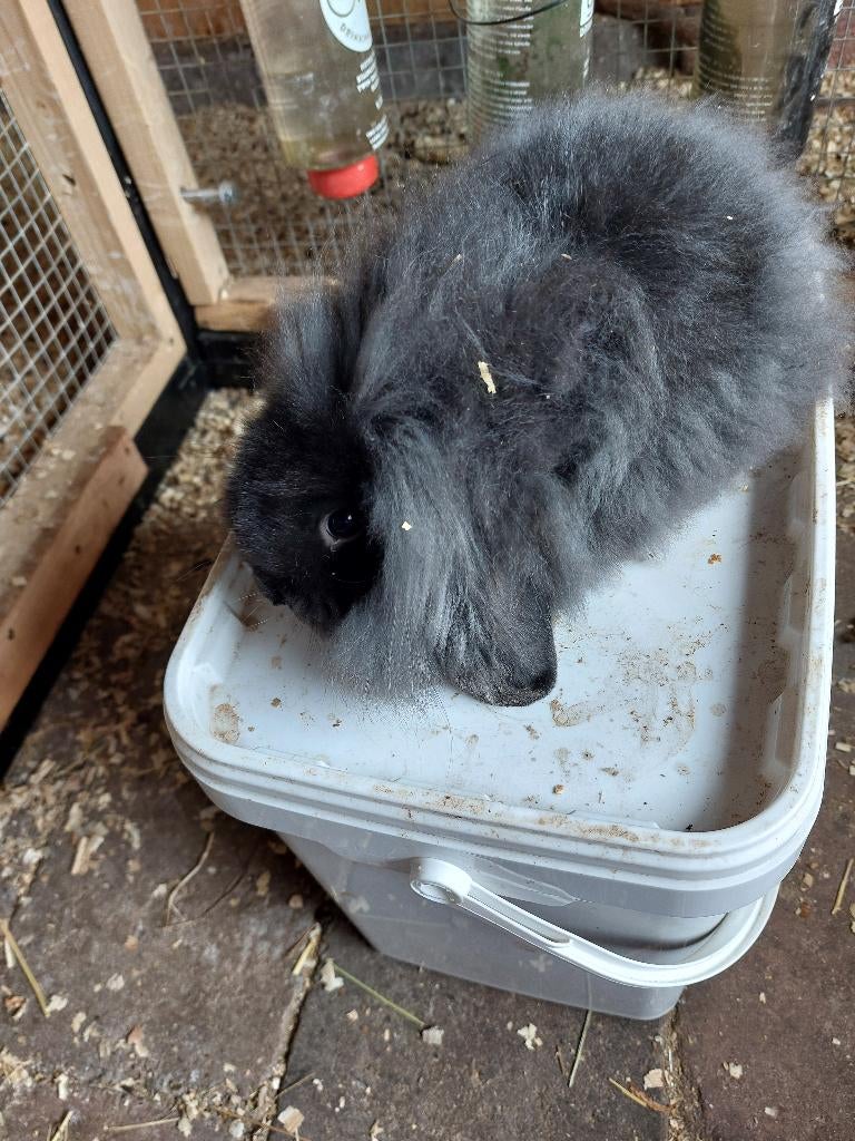 Konijnen, Dieren en Toebehoren, Meerdere dieren, Klein, Hangoor, 0 tot 2 jaar