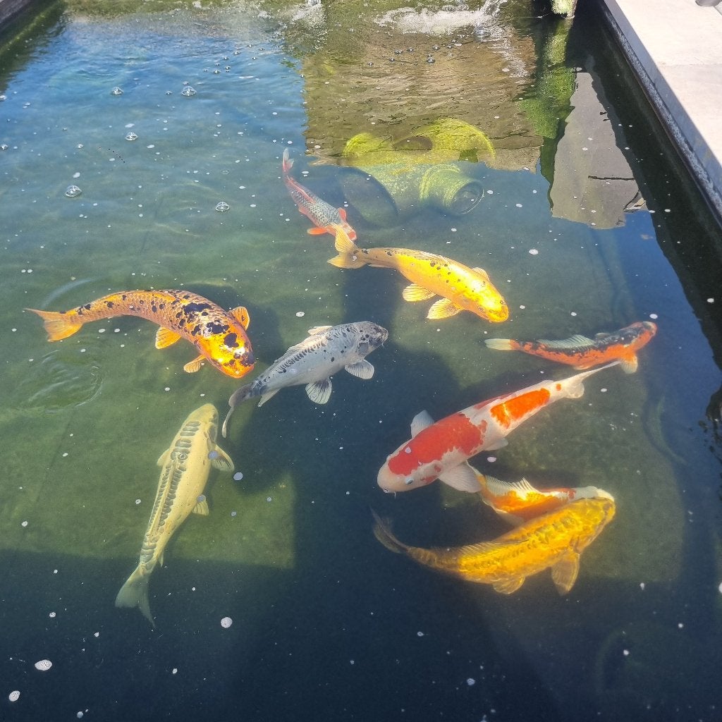 koi's te koop 9 stuks, Dieren en Toebehoren, Vissen | Vijvervissen, Karper of Koi
