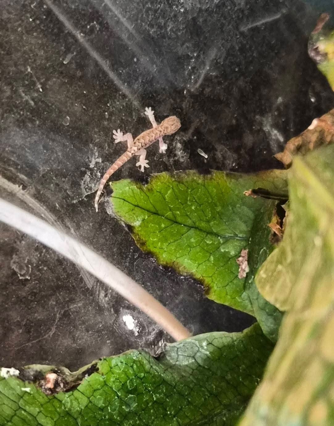 Lepidodactylus Lugubris / gecko nain, Dieren en Toebehoren