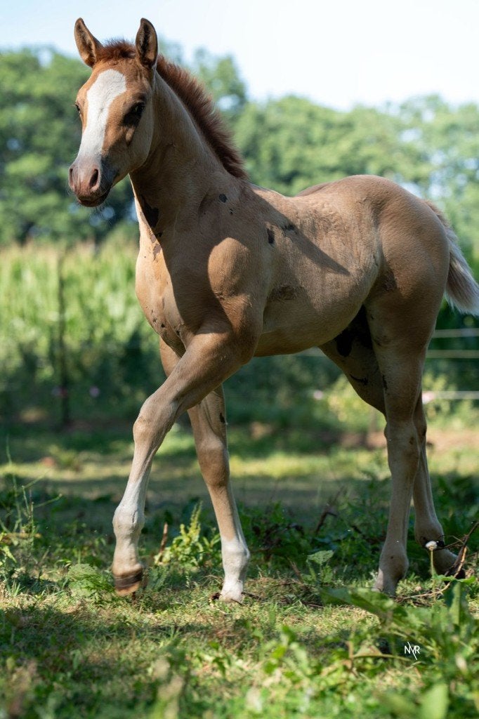 Quarter hengstveulen, Dieren en Toebehoren, Paarden, Hengst, Met stamboom, 0 tot 2 jaar