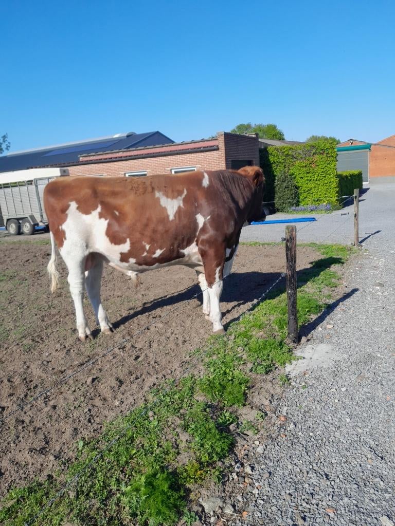Dekstier roodbont, Dieren en Toebehoren, Mannelijk, 0 tot 2 jaar