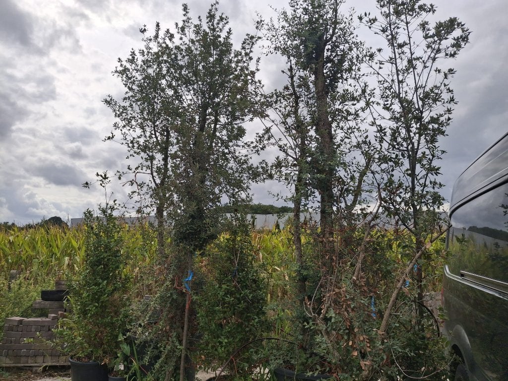 Kurkeik Quercus suber, Steeneik Quercus ilex, Tuin en Terras, Planten | Bomen, Lente, 400 cm of meer, Volle zon, In pot