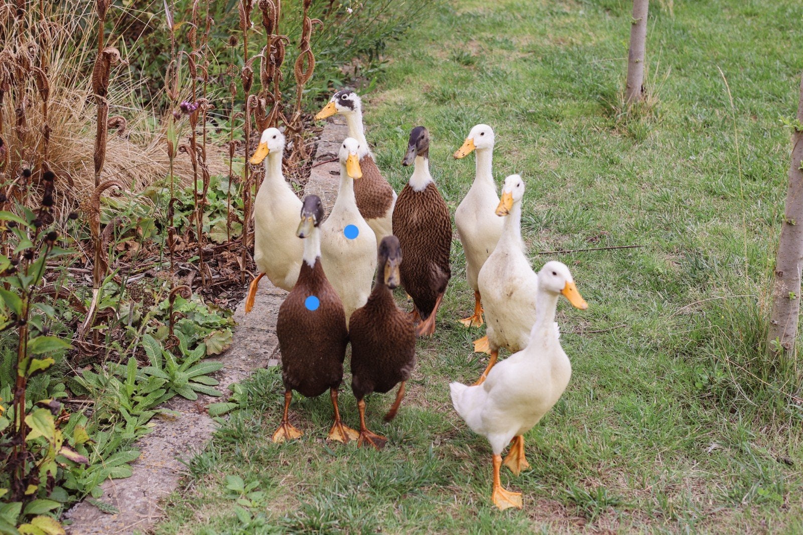2 loopeenden, Dieren en Toebehoren, Mannelijk, Eend