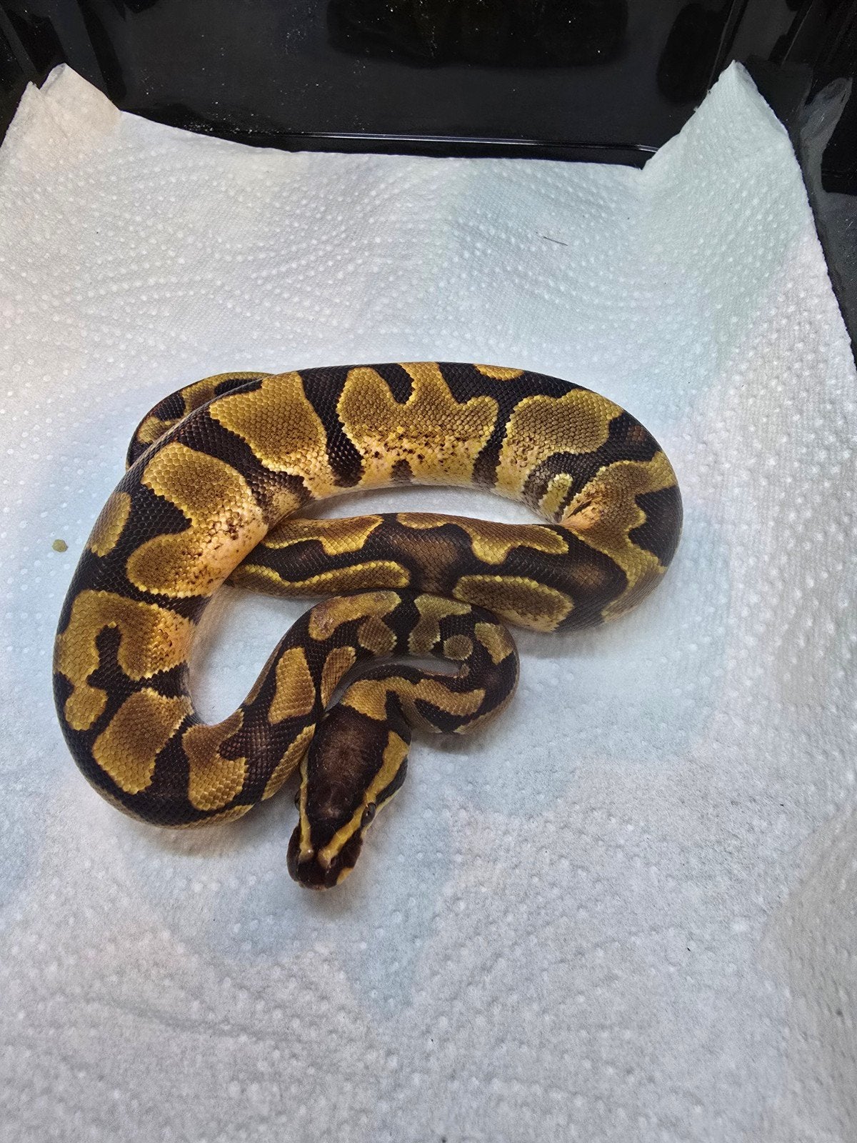 Koningspython (Python regius) – Nederlandse nakweek 2026

O Ball Python photo 2