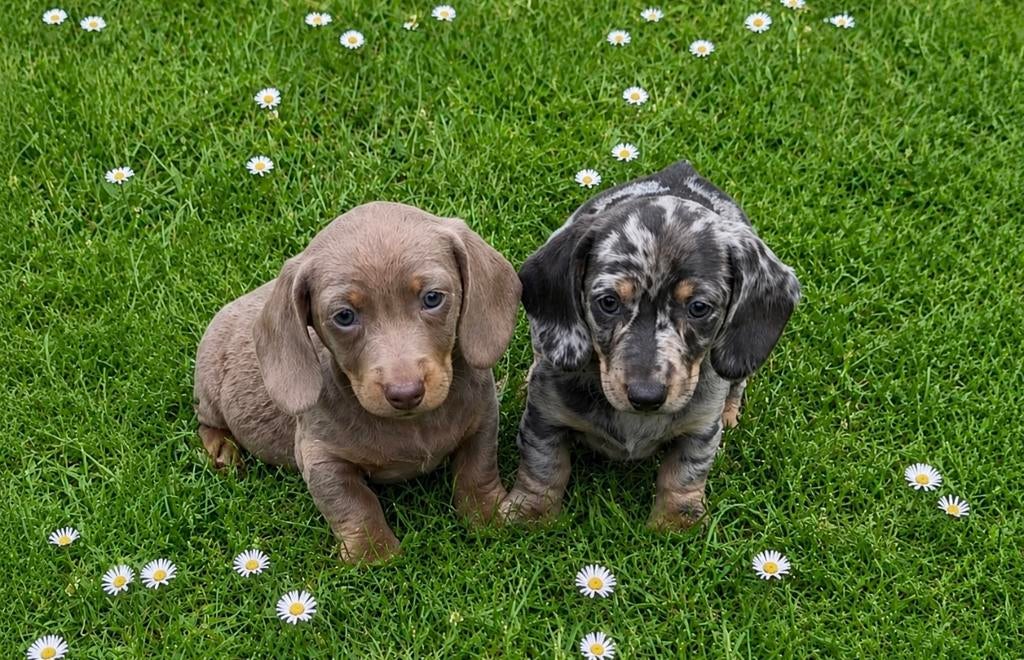 teckel pups,dwerg,teef,isabella,merle, België, 8 tot 15 weken, Korthaar, Teef
