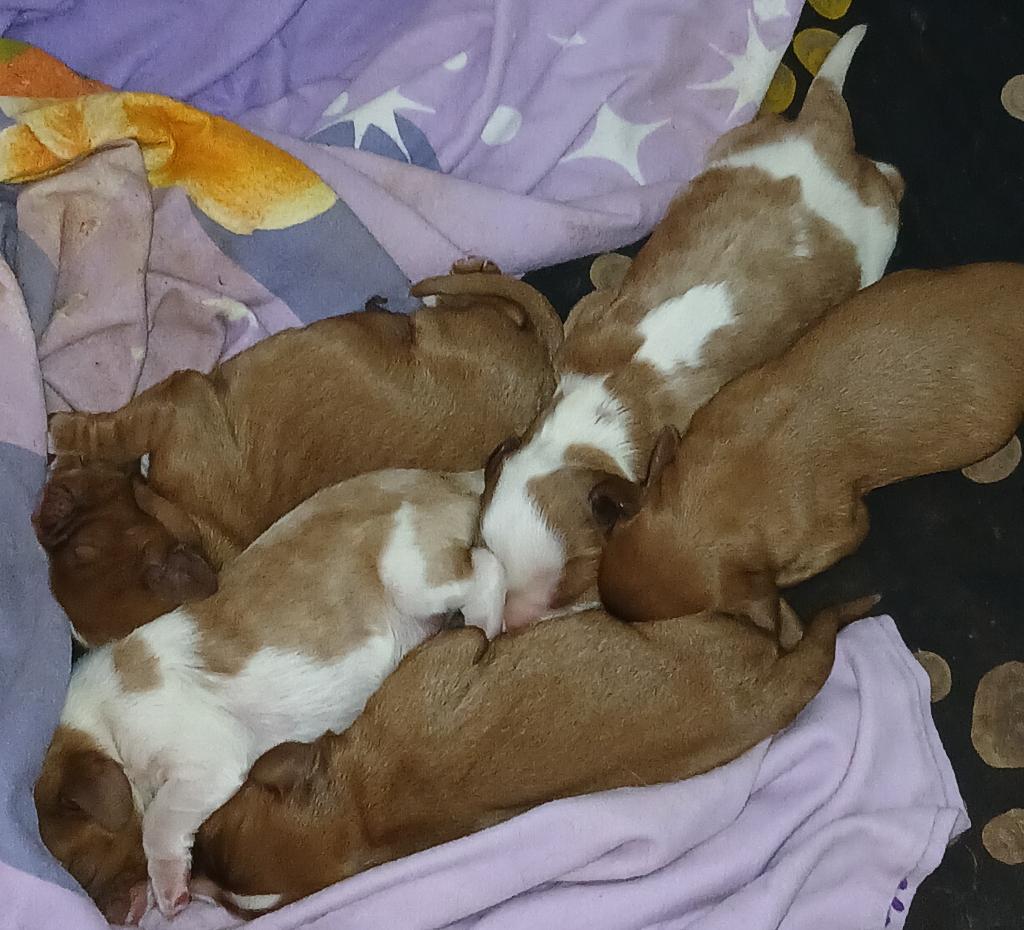 Cavalier King Charles, Dieren en Toebehoren, Parvo, België, Particulier, Overige rassen