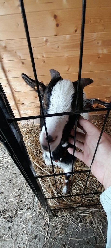 "Super tamme dwerggeitjes", Dieren en Toebehoren, Mannelijk, Geit, 0 tot 2 jaar