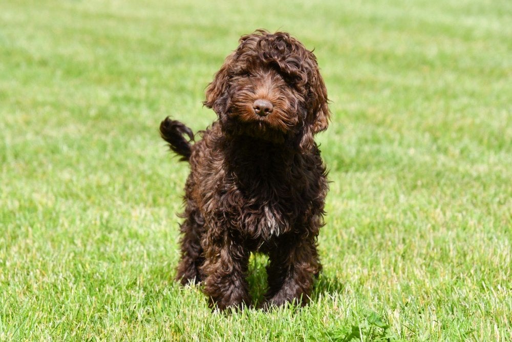 Cockapoo pups te koop - Chocolade en merle, Dieren en Toebehoren, 15 weken tot 1 jaar, Overige rassen, Buitenland, Parvo