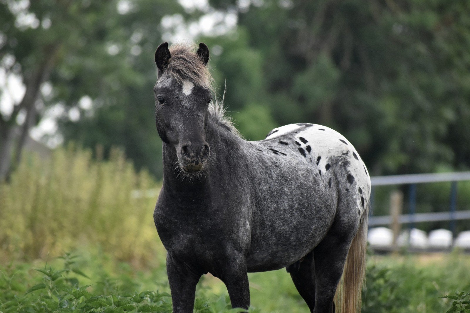 Hele leuke en lieve appaloosa ruin !!, Dieren en Toebehoren, Pony's, Ruin, Niet van toepassing, 0 tot 2 jaar, A pony (tot 1.17m)