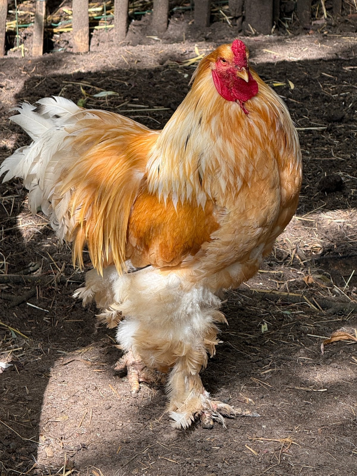 Prachtige brahma haan te koop, Dieren en Toebehoren, Mannelijk, Kip