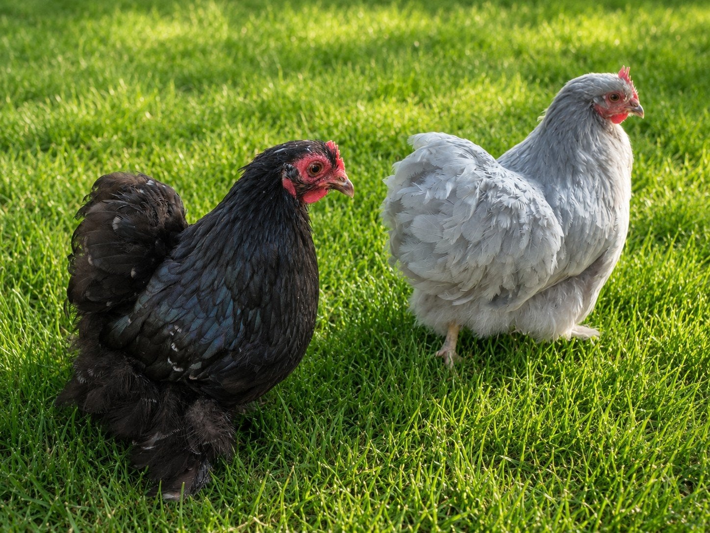 cochin, Dieren en Toebehoren, Pluimvee, Kip