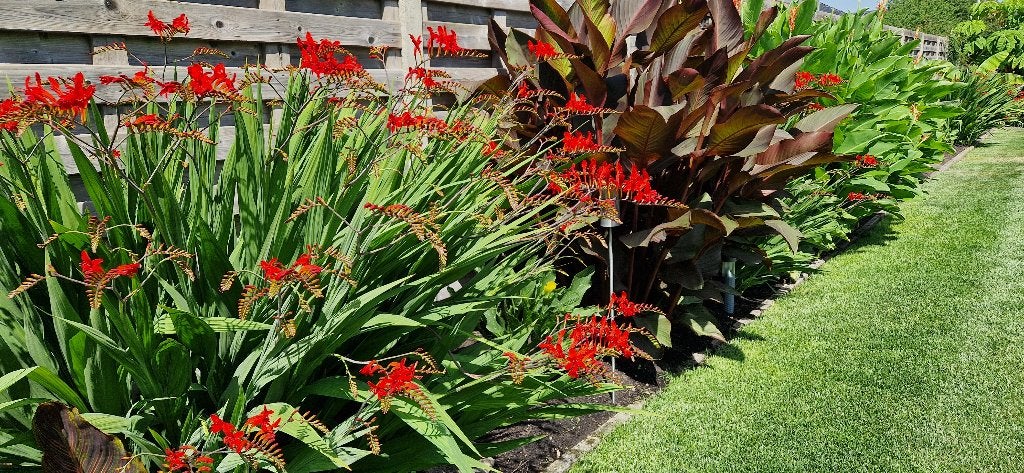 Crocosmia lucifer en aurea 5€ per bundel, Tuin en Terras, Planten | Tuinplanten, Ophalen, Zomer, Vaste plant, Volle zon