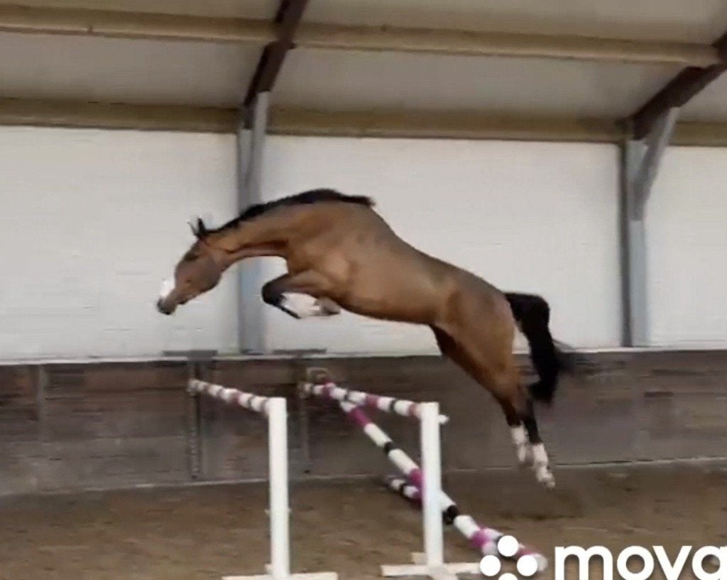 3 jarige springruin *2 halfbroers 1m50 en 1m40 niveau*, Hongre, 170 à 175 cm, 3 à 6 ans, Non dressé