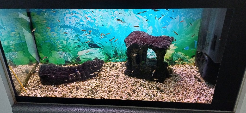 Aquarium, Ophalen, Inclusief toebehoren, Gebruikt, Gevuld zoetwateraquarium